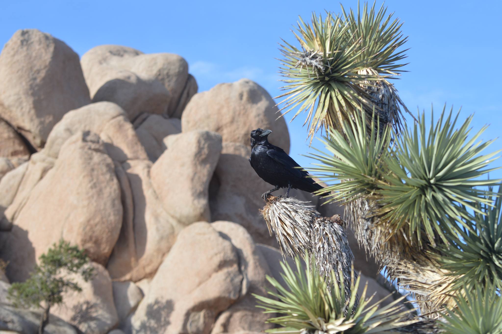 Mojave - Close your dumpsters! You may have heard folks rantin’ about ...