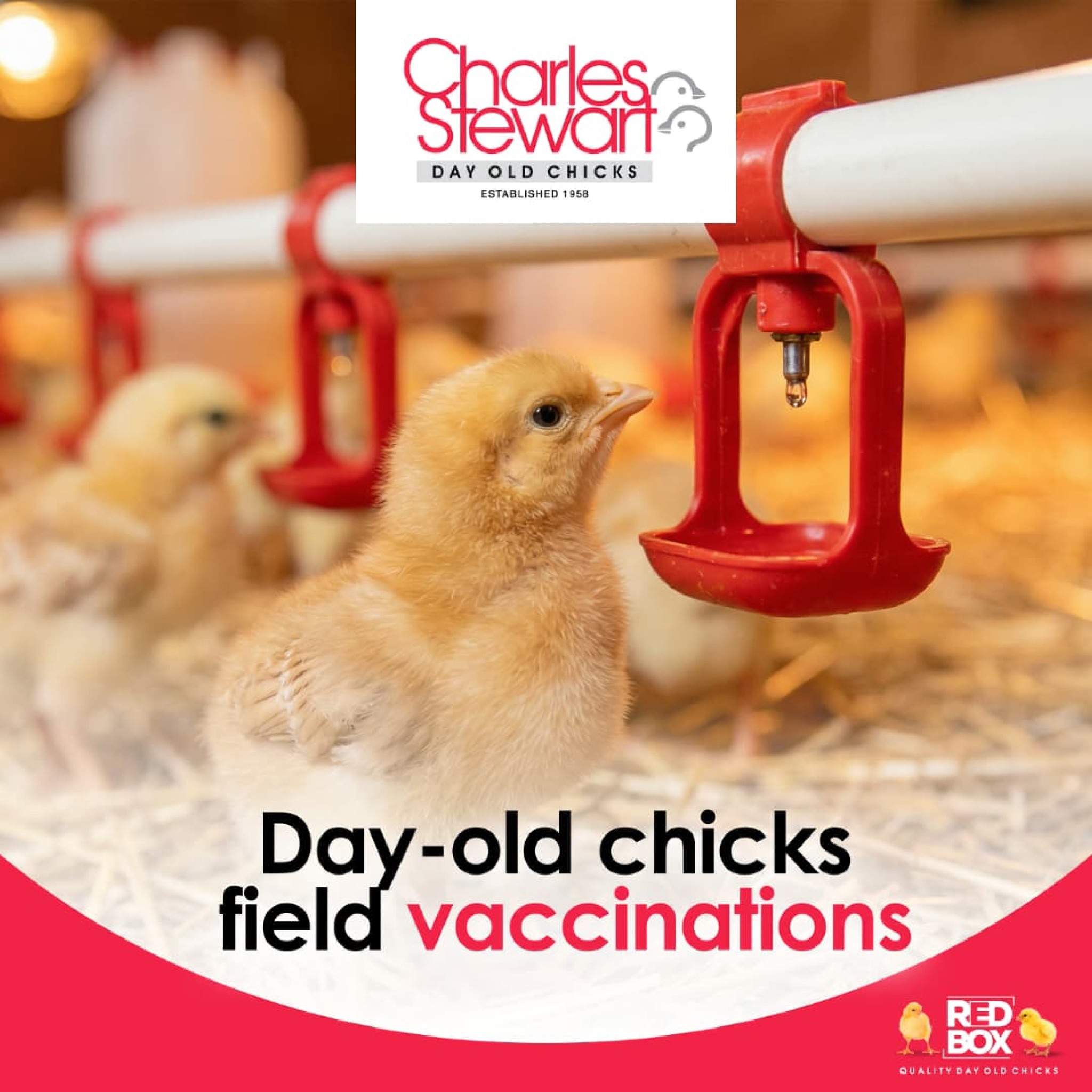Charles Stewart Day Old Chicks Zimbabwe | Chegutu