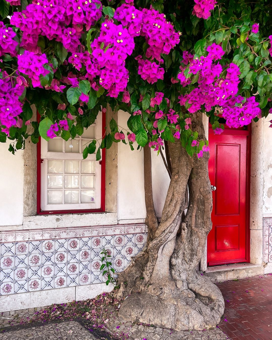 Visit - Lisbon is famous for its vibrant bougainvillea. These flowers ...