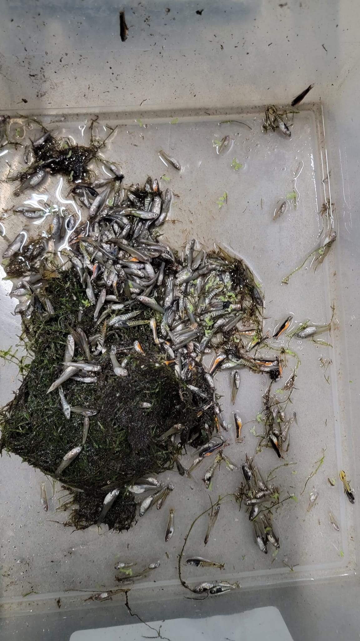 META Fish