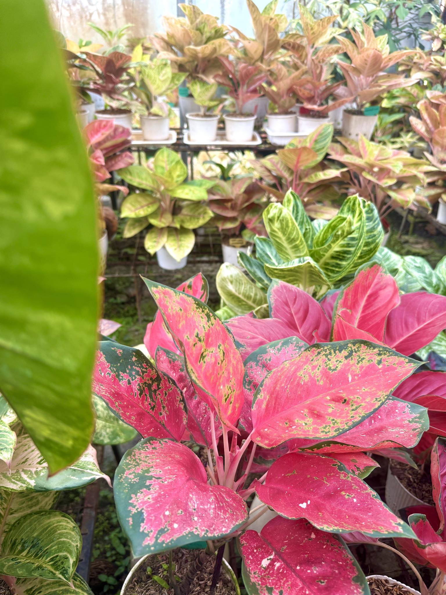 Very lush Aglaonema Sky Velvet #aglaonema #juanitosgarden