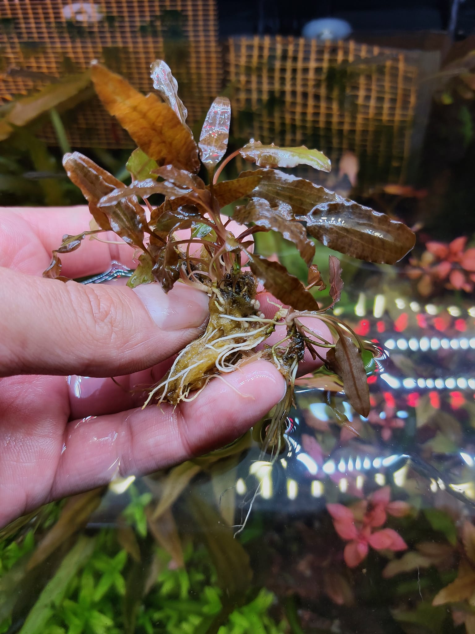 水草 Cryptocoryne striolata 'Bourgogne Red' Cryptocoryne Striolata
