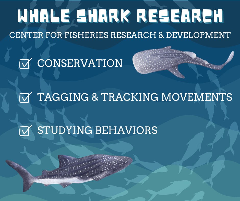 USM Whale Shark Research | Ocean Springs MS