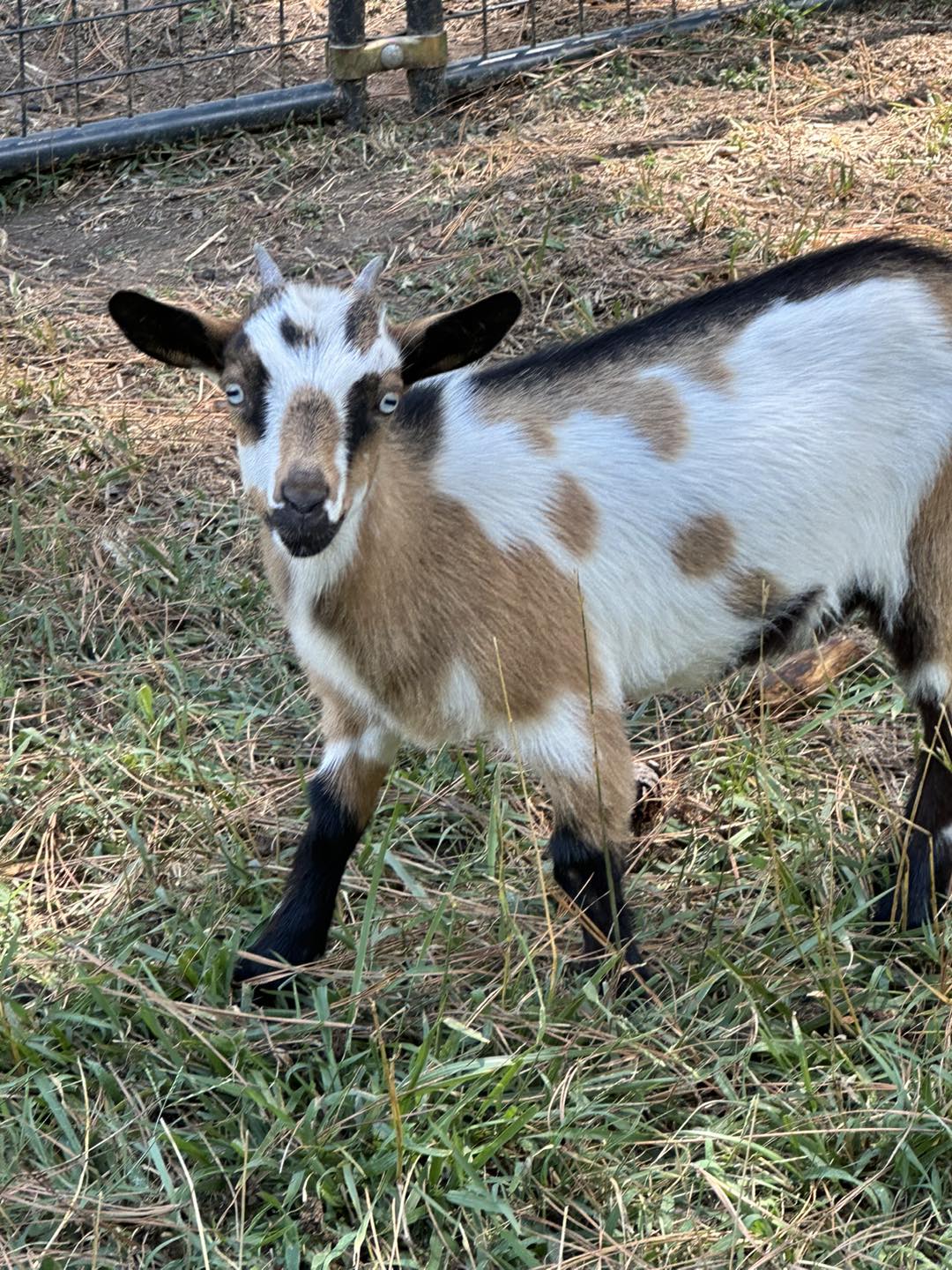 Clanton Ridge Farm added a new photo. - Clanton Ridge Farm