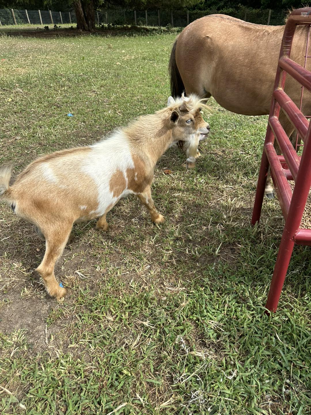 Clanton Ridge Farm added a new photo. - Clanton Ridge Farm