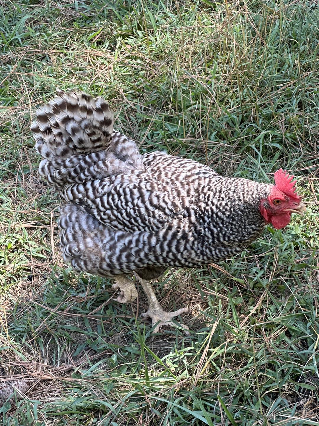 Clanton Ridge Farm added a new photo. - Clanton Ridge Farm