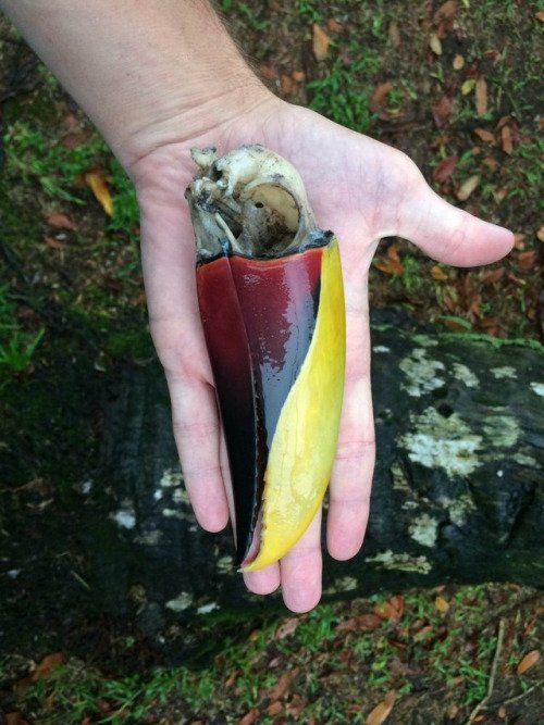 😱 What's Left Behind: A Toucan's Colorful Legacy! 🌈✨ Even after