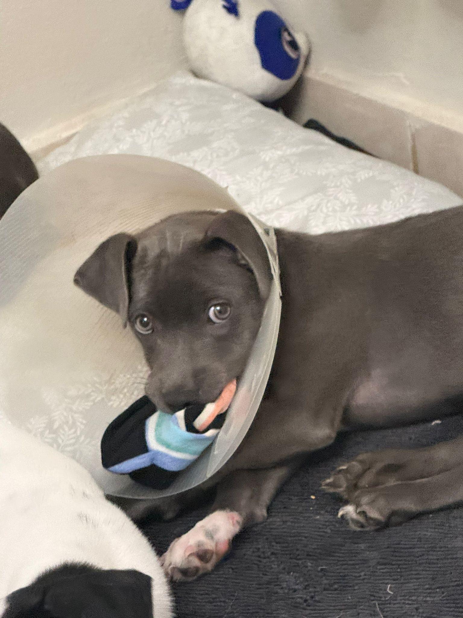 💉🐾 Pasamos por aquí para... - Howling for Rescue Inc. | Facebook