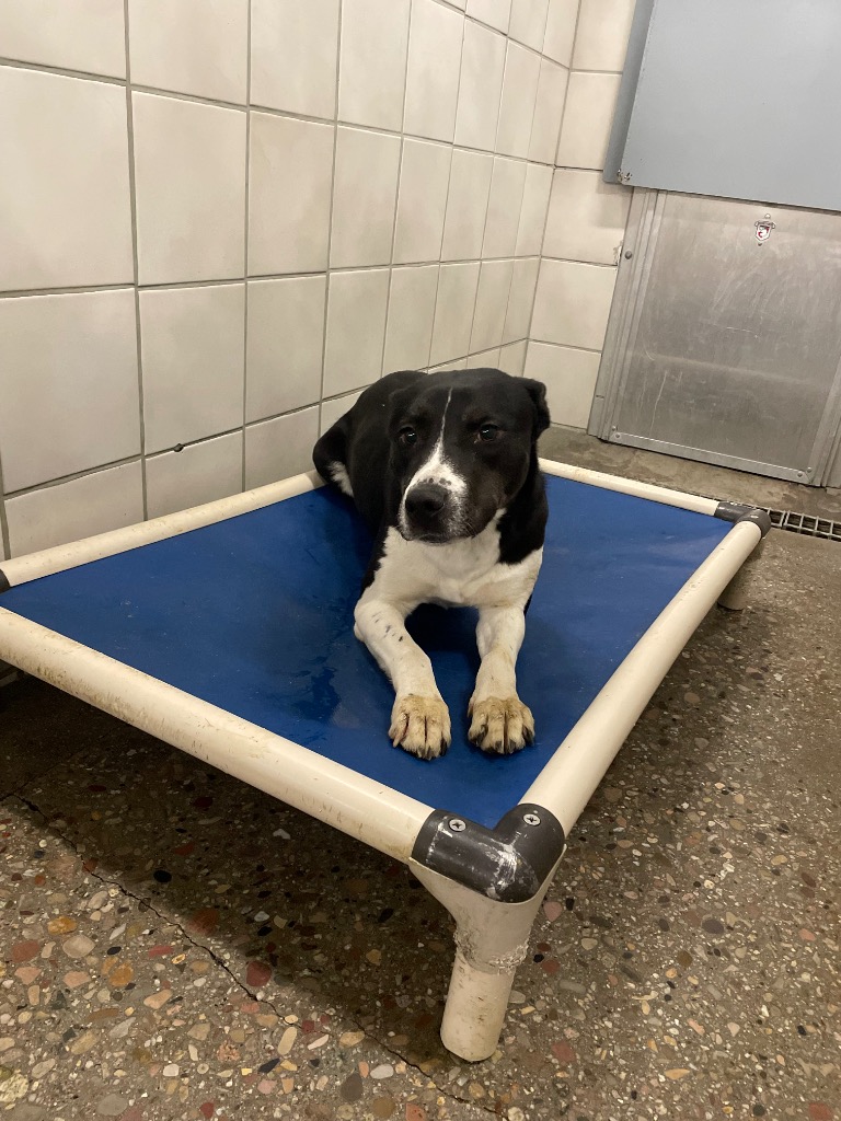 Rock Springs Animal Control... - Rock Springs Animal Control