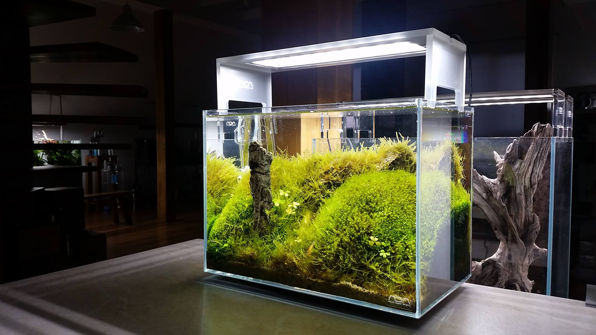 Adam - Aquasky Moon for ADA Mini M | Facebook