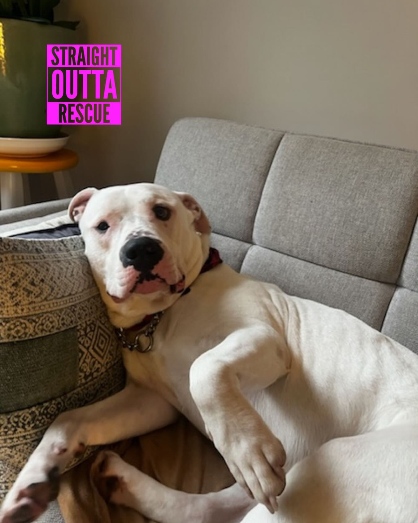 Straight - Rufus Pupdate 🥰 Rufus has settled into foster care and is ...