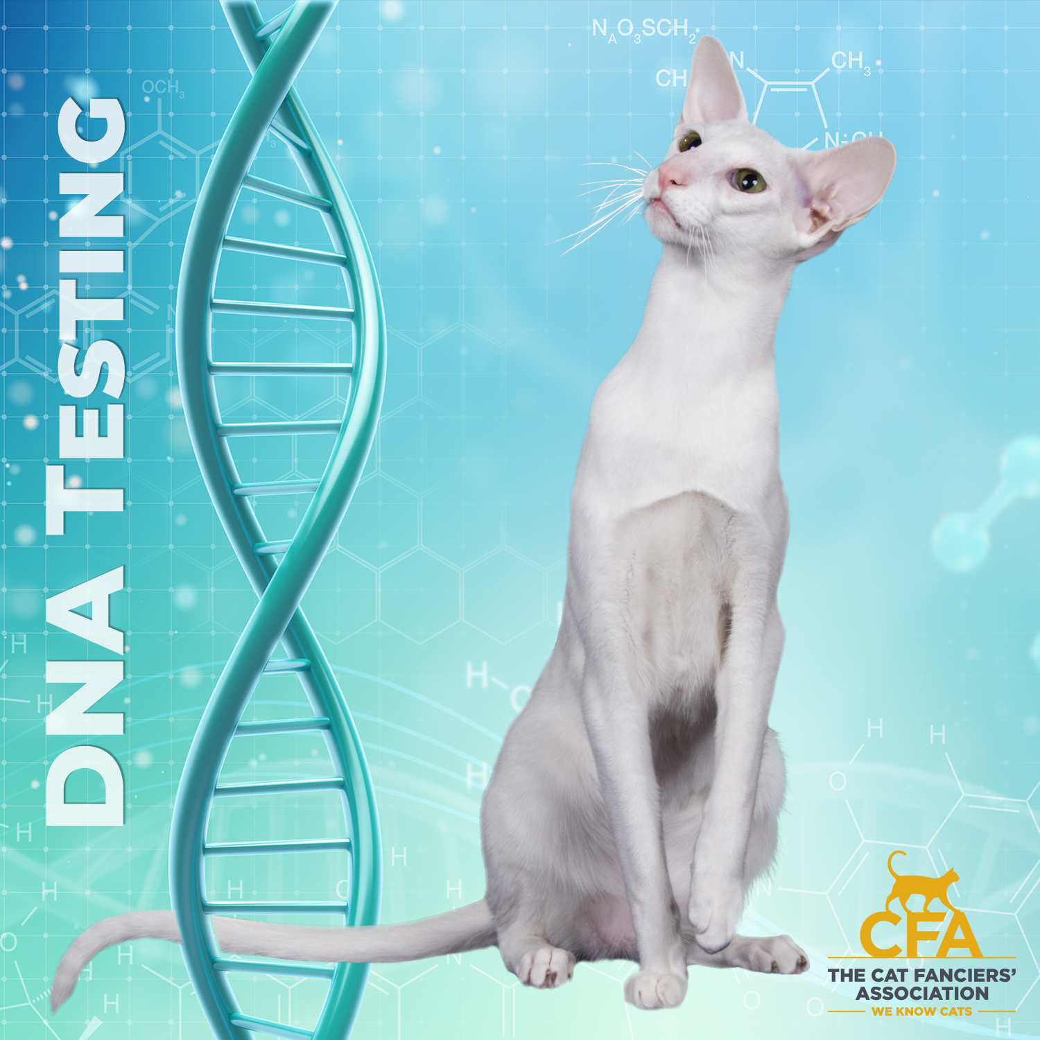 Dna Testing For Feline Endangered Breeds