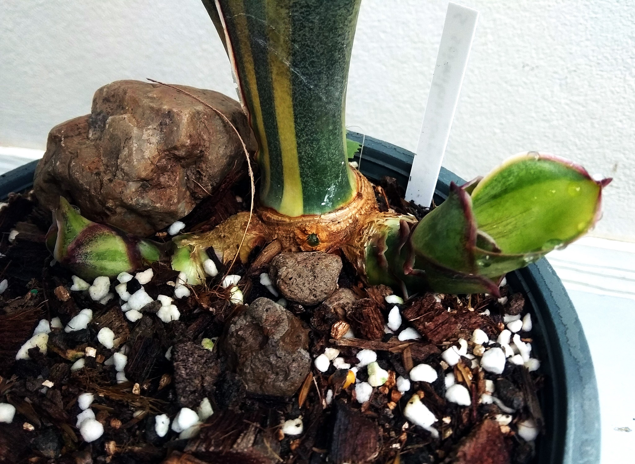 Sansevieria scimitariformis r944