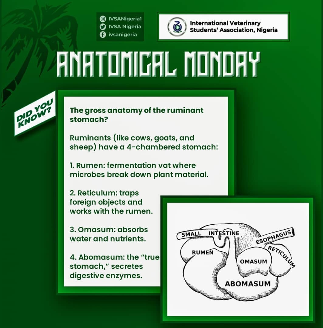 International - 🧠 VETERINARY ANATOMY MONDAY!🧠 DID YOU KNOW? The gross ...