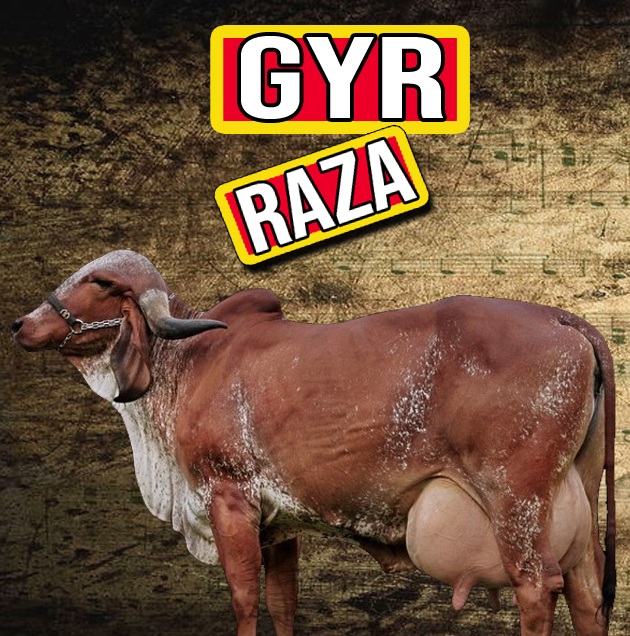 Infoagrìcola - 🔴 Raza Gyr #gyr #gyrolando #girleitero...