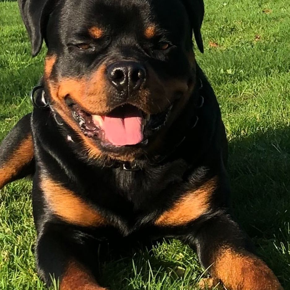 💜💜💜Loki the Therapy Rottweiler 💜💜💜 🐾🐾INCREDIBLE Breed