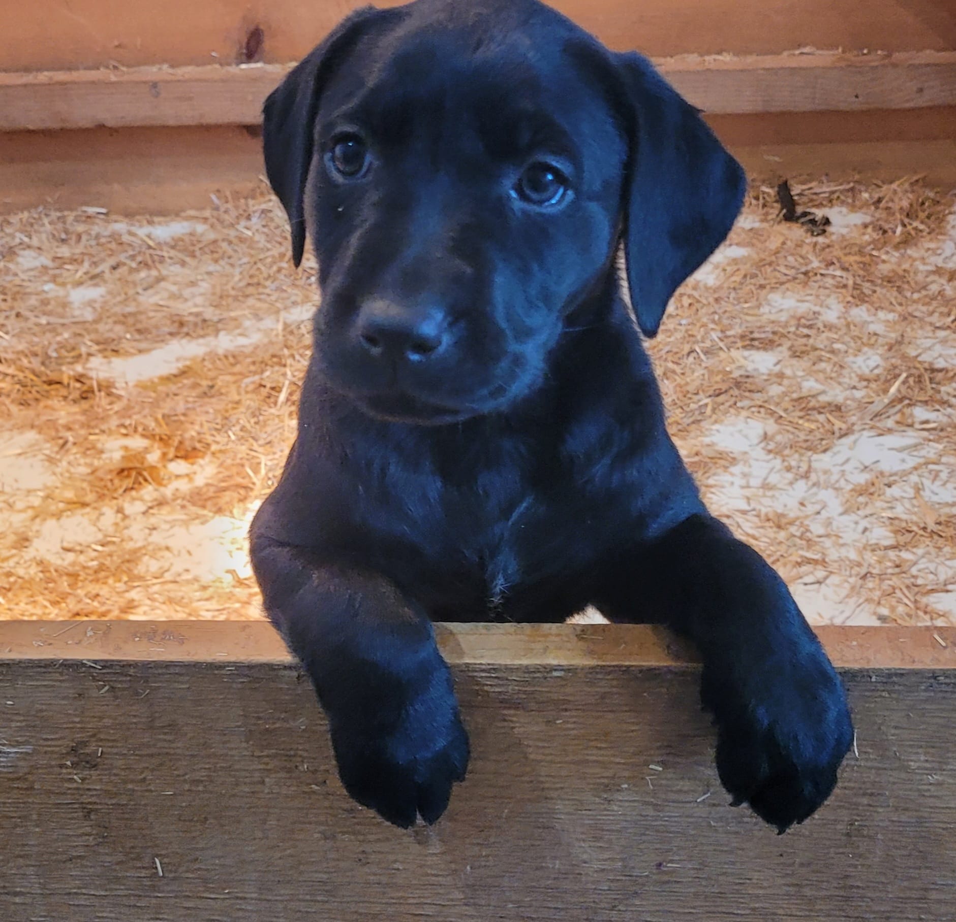 SHES BEEN ADOPTED *** Ruff Ranch... - RUFF RANCH Kennel