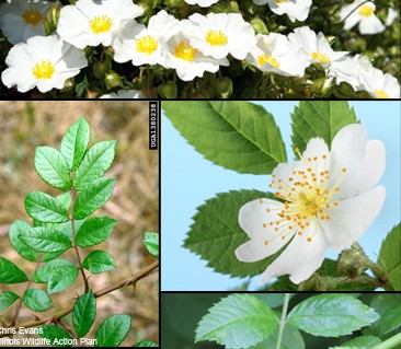 Tippecanoe - As with many invasive species, multiflora rose was once ...