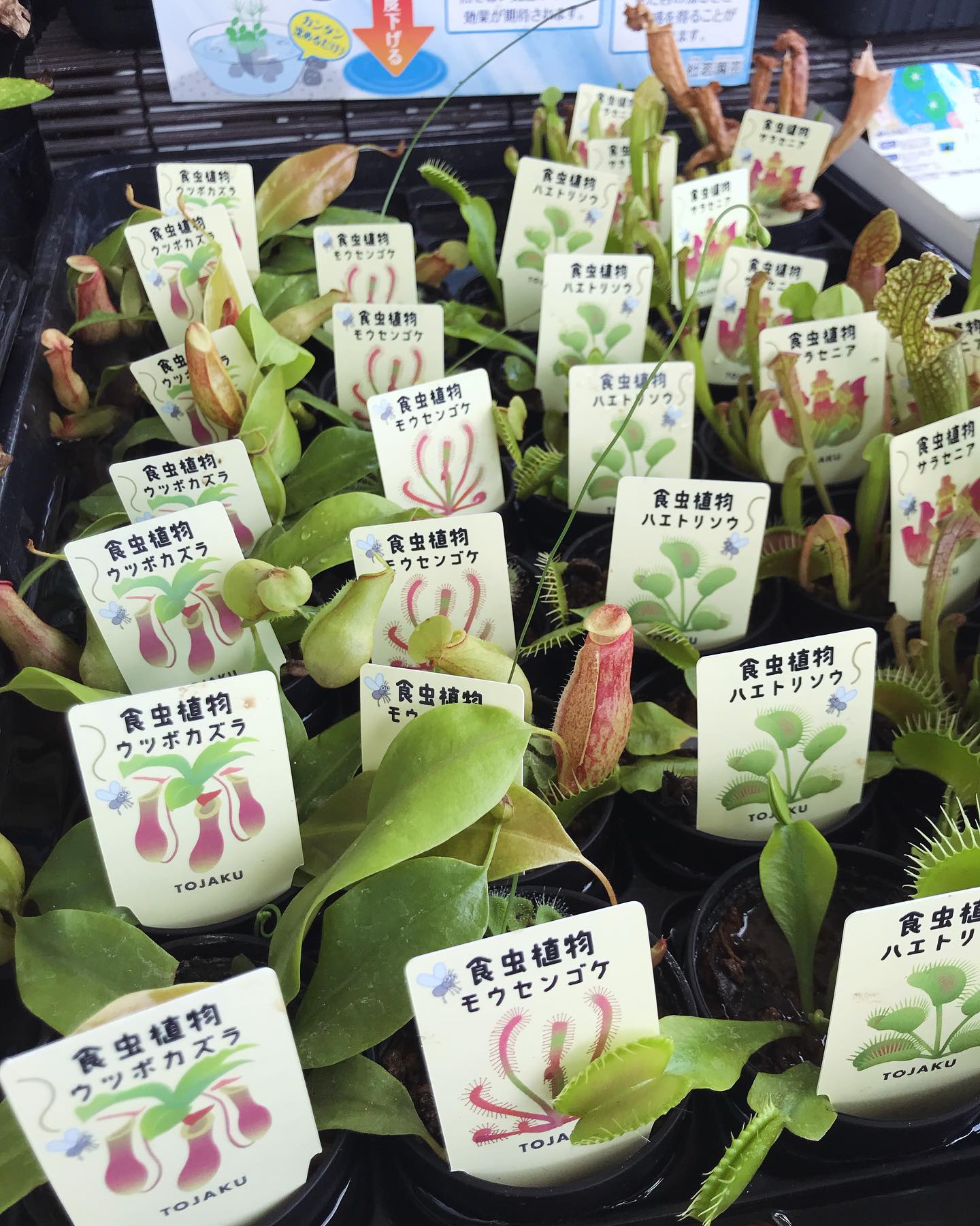 ホームセンター 食 虫 植物