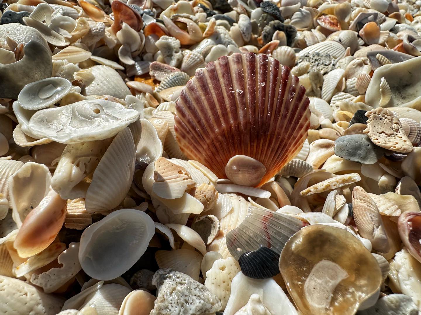 Shelling at Delnor-Wiggins Pass State Park in Naples, FL