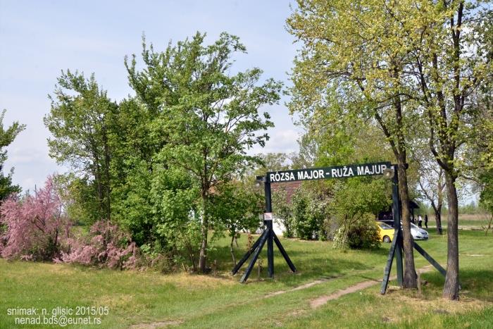 Salaš Ruža Majur | Backi Vinogradi