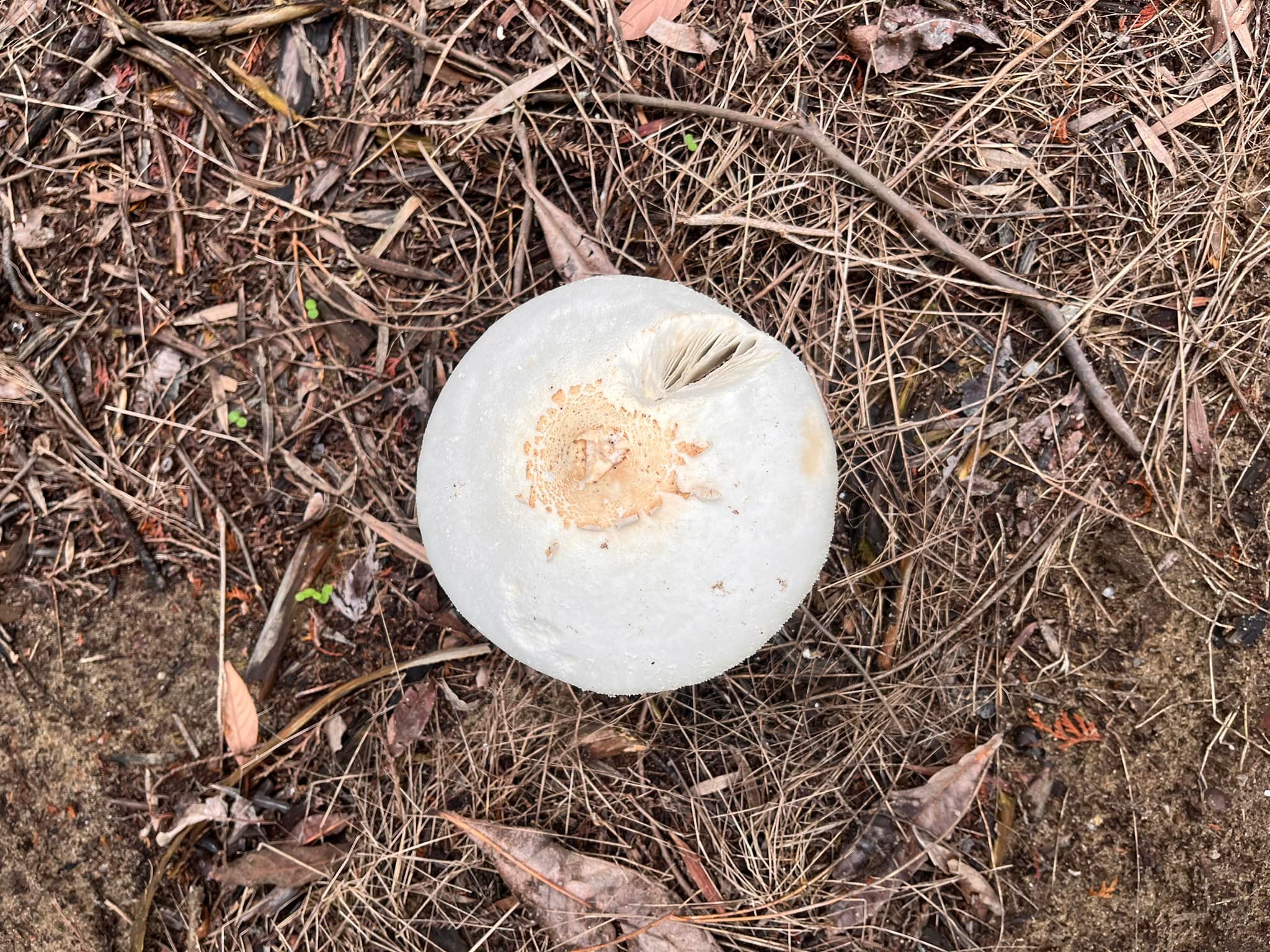 One of the species mushroom in japan