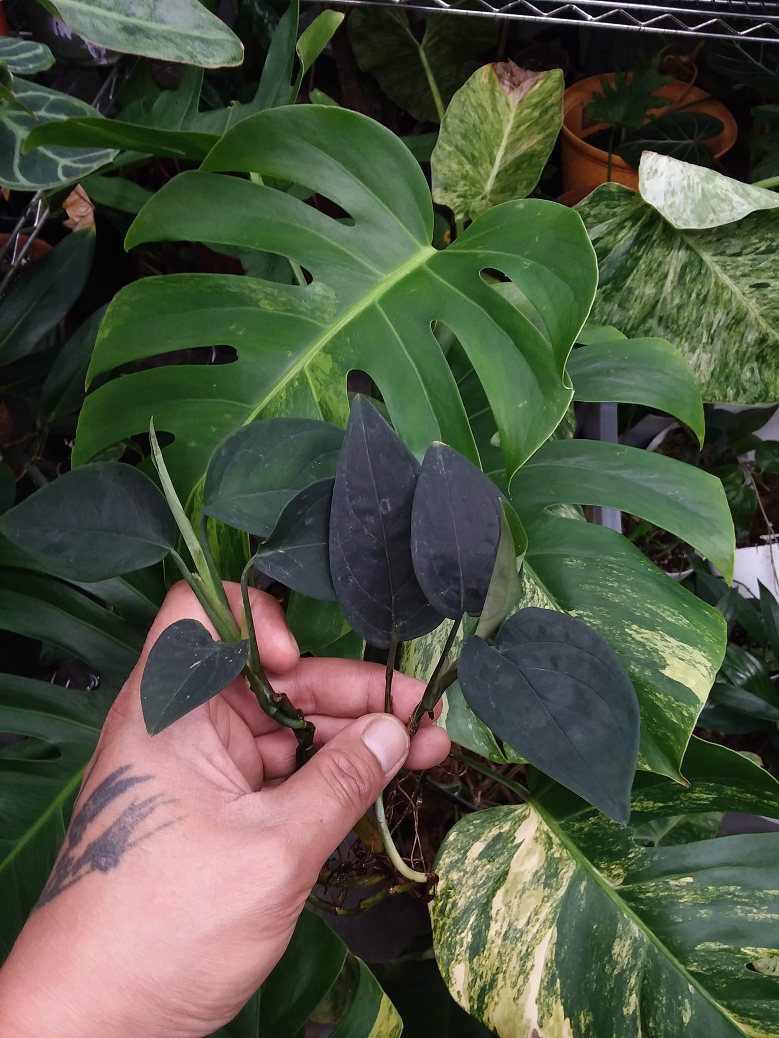 観葉植物 Anadendrum sp. Sabah