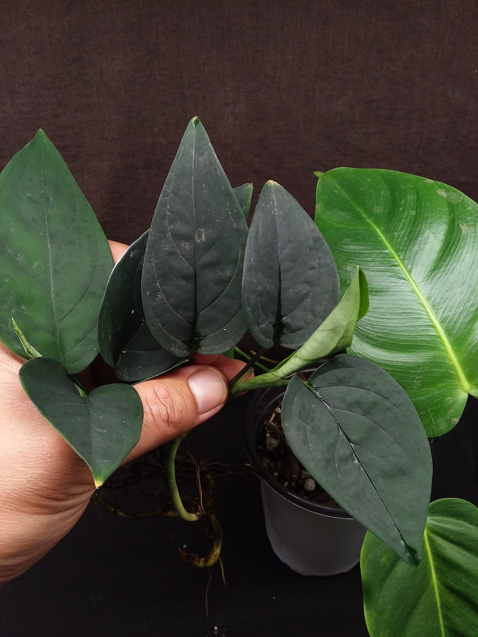 その他観葉植物 Anadendrum sp. Sabah 観葉植物 Anadendrum sp. Sabah
