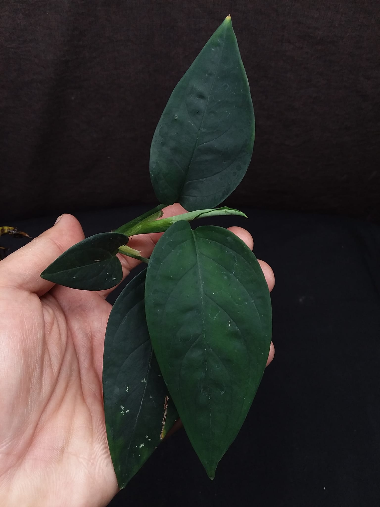 観葉植物 Anadendrum sp. Sabah