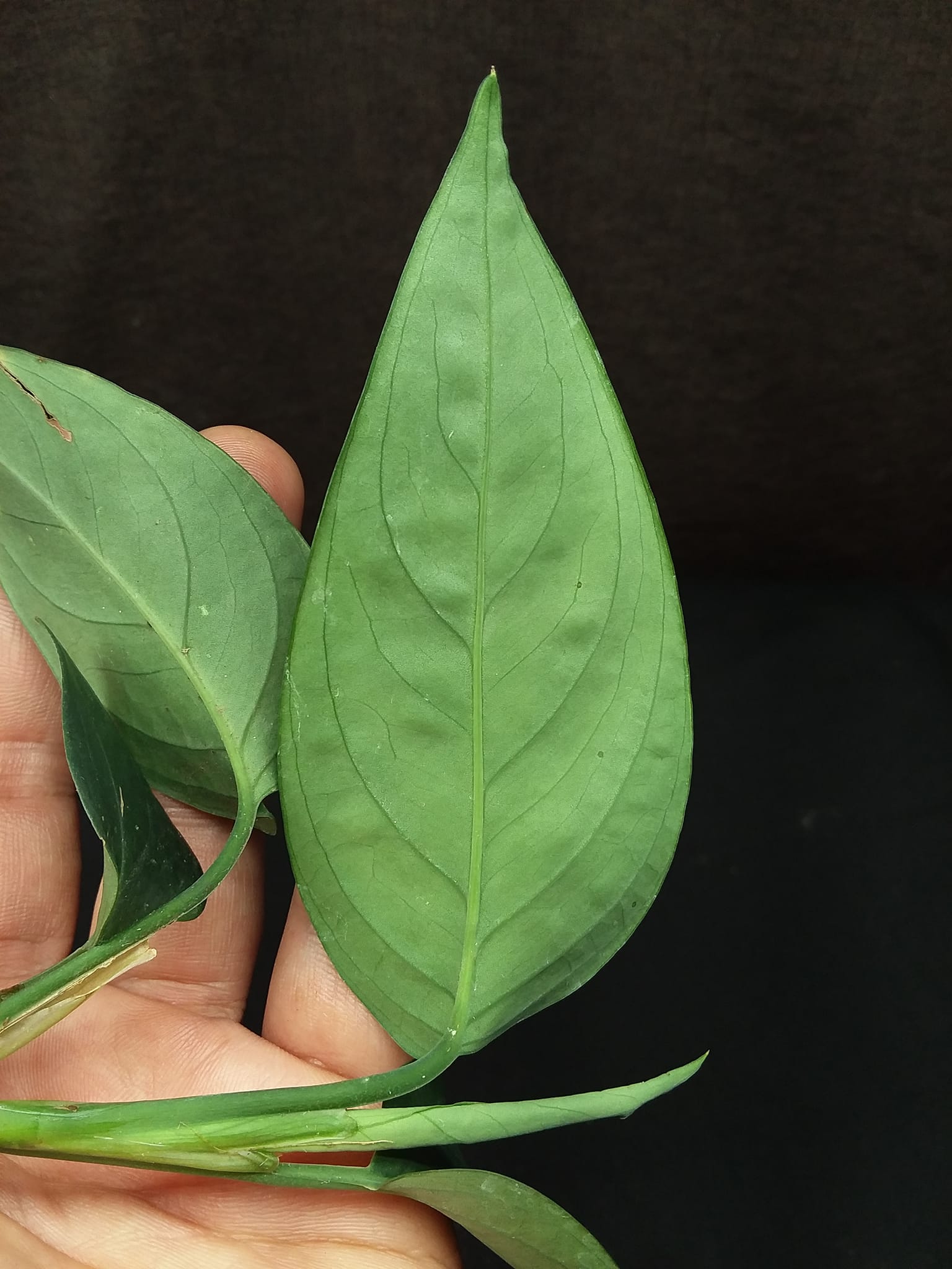 観葉植物 Anadendrum sp. Sabah