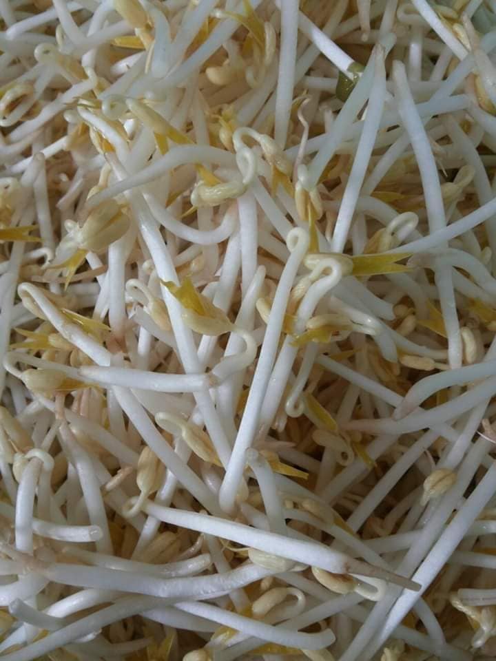Organic Sprouts Cebu