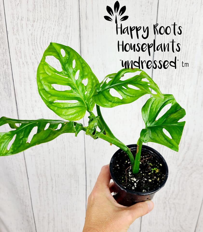 All SOLD I have... - Happy Roots Houseplants & Home Decor | Facebook