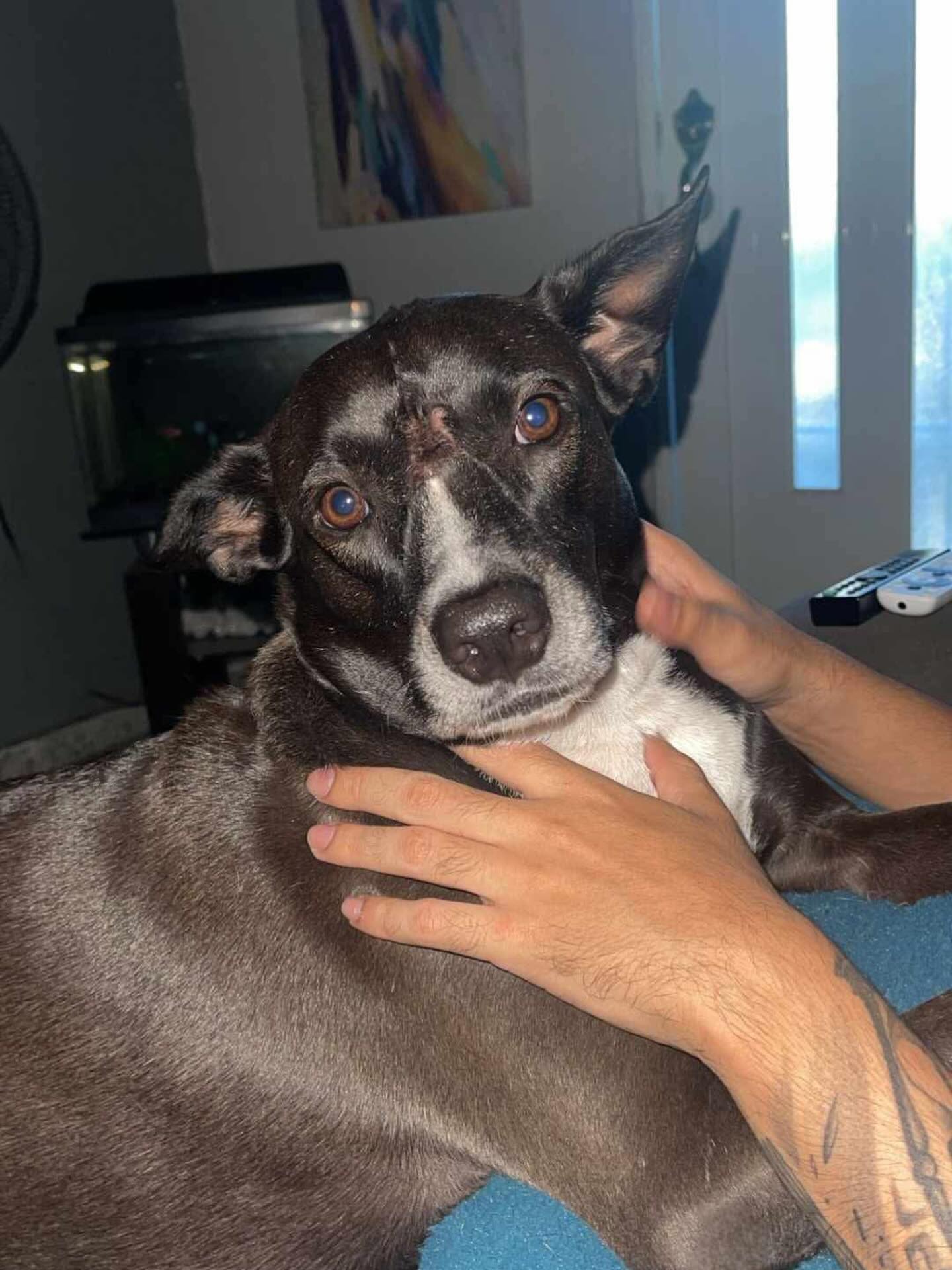 Howling for Rescue Inc. | Ponce