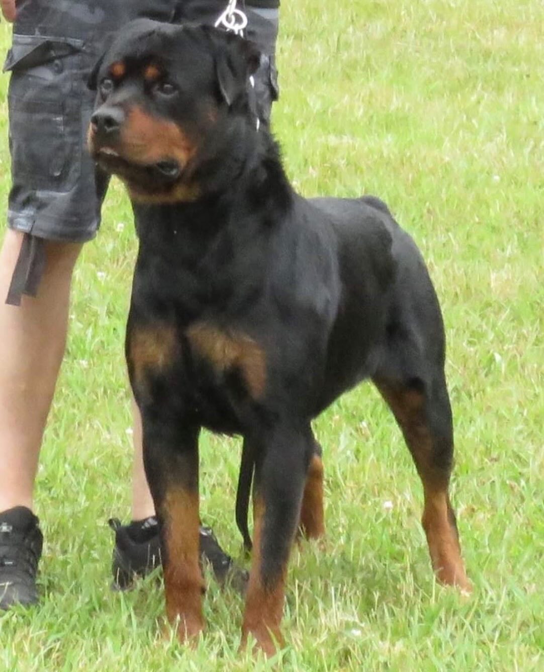 Von Der Hause Roush Rottweilers | Yucaipa CA
