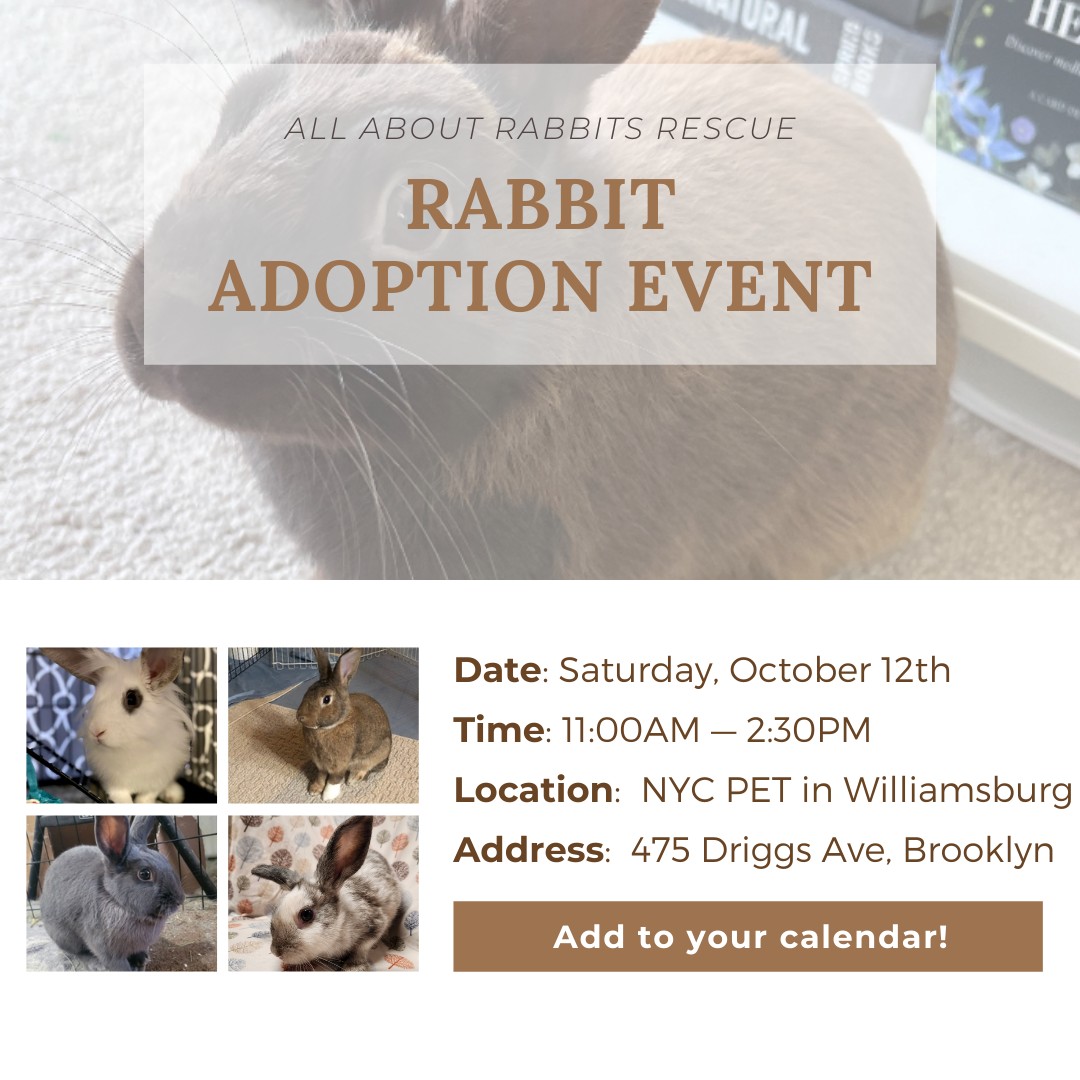 Saturday the 12th - All About Rabbits Rescue | Facebook
