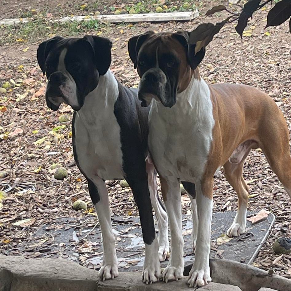 Grandview Ridge Boxers | Winfield WV