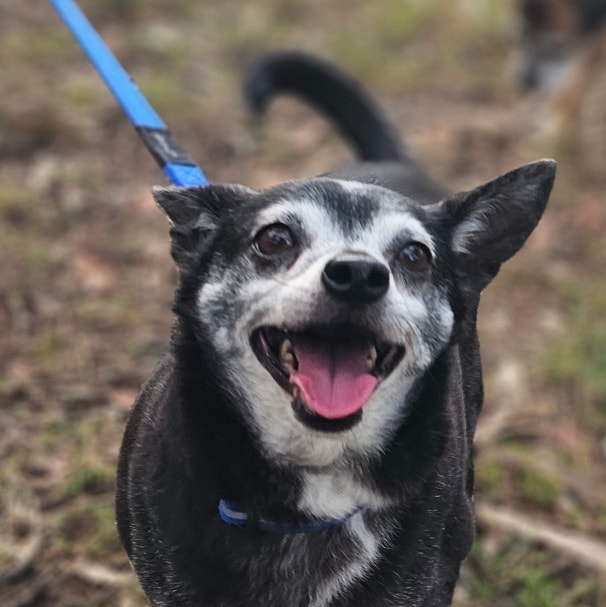 Pepi and Coco will... - South East Queensland Animal Rescue | Facebook