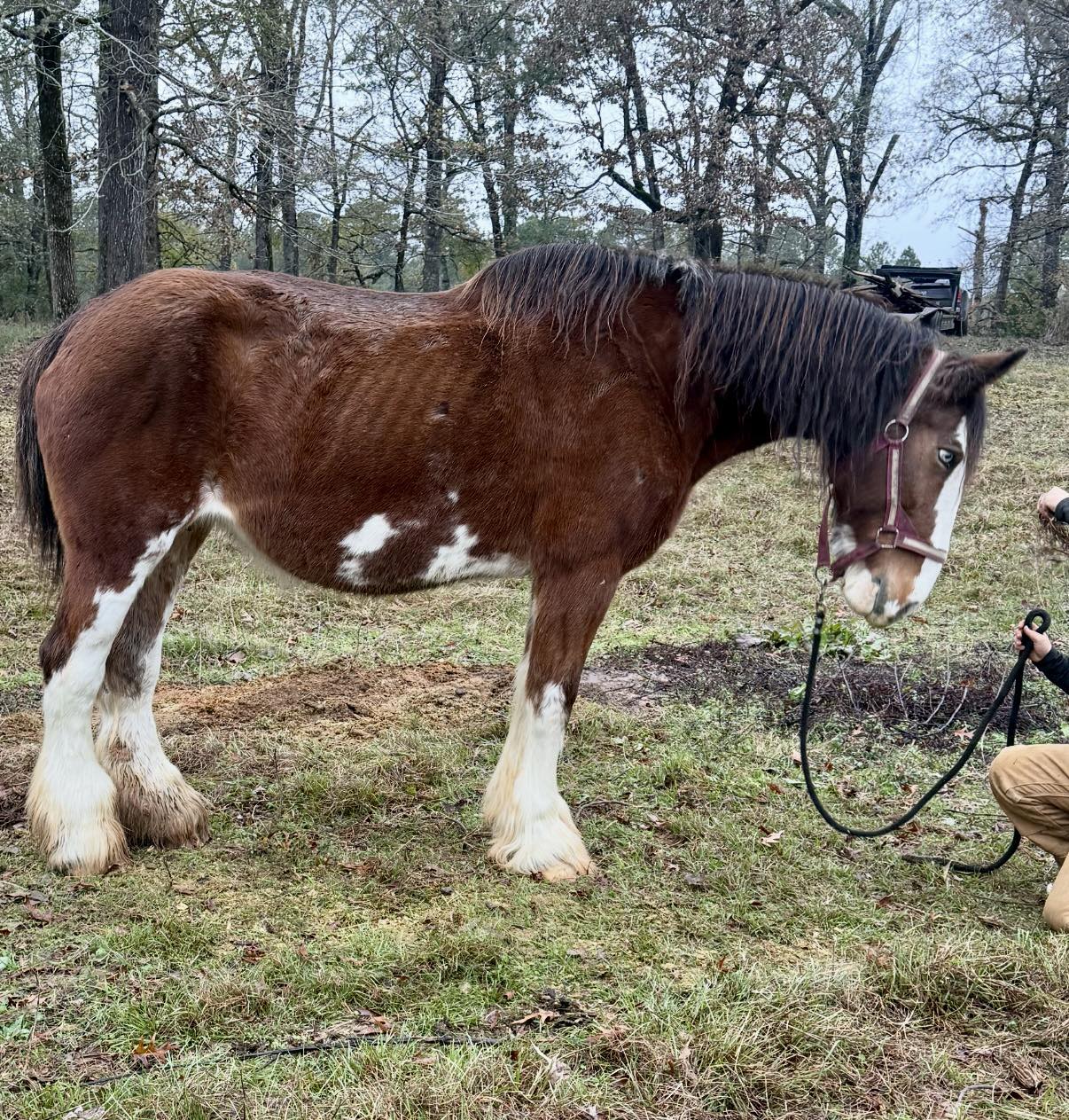 That 1000🐴 match offer we have may come in really handy tonight