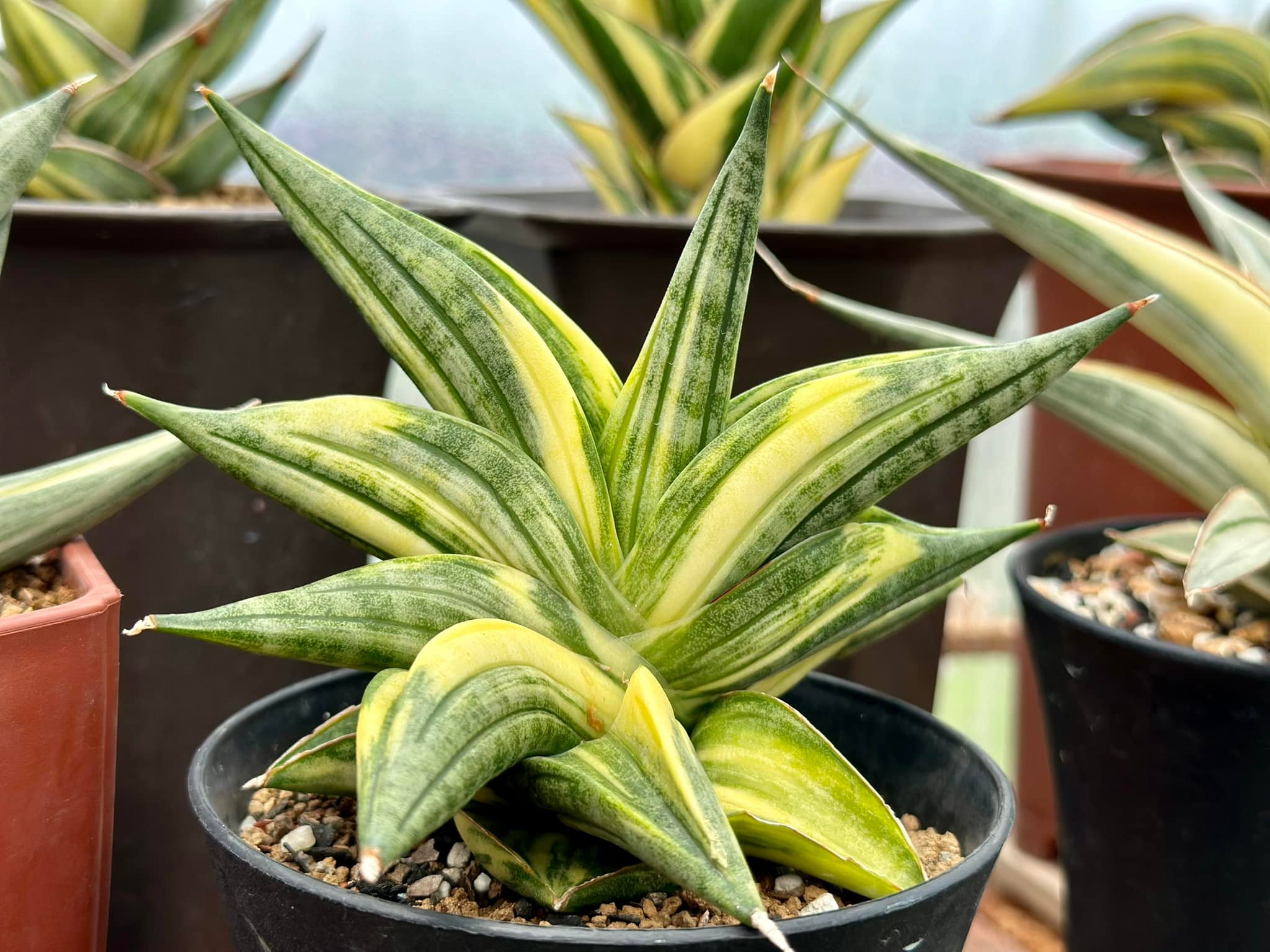 Sansevieria black pearl variegated plant
