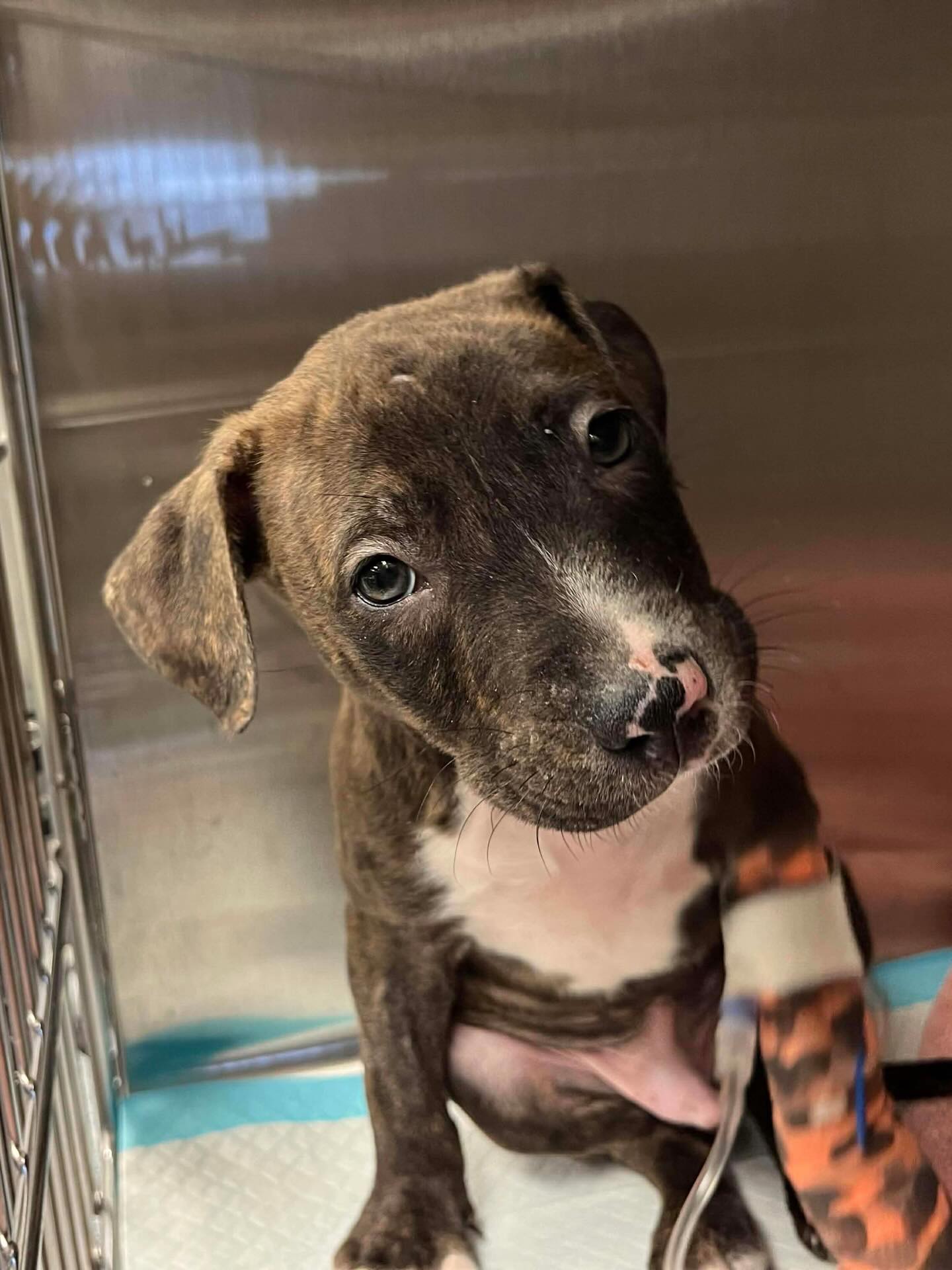 NYC Second Chance Rescue added... - NYC Second Chance Rescue