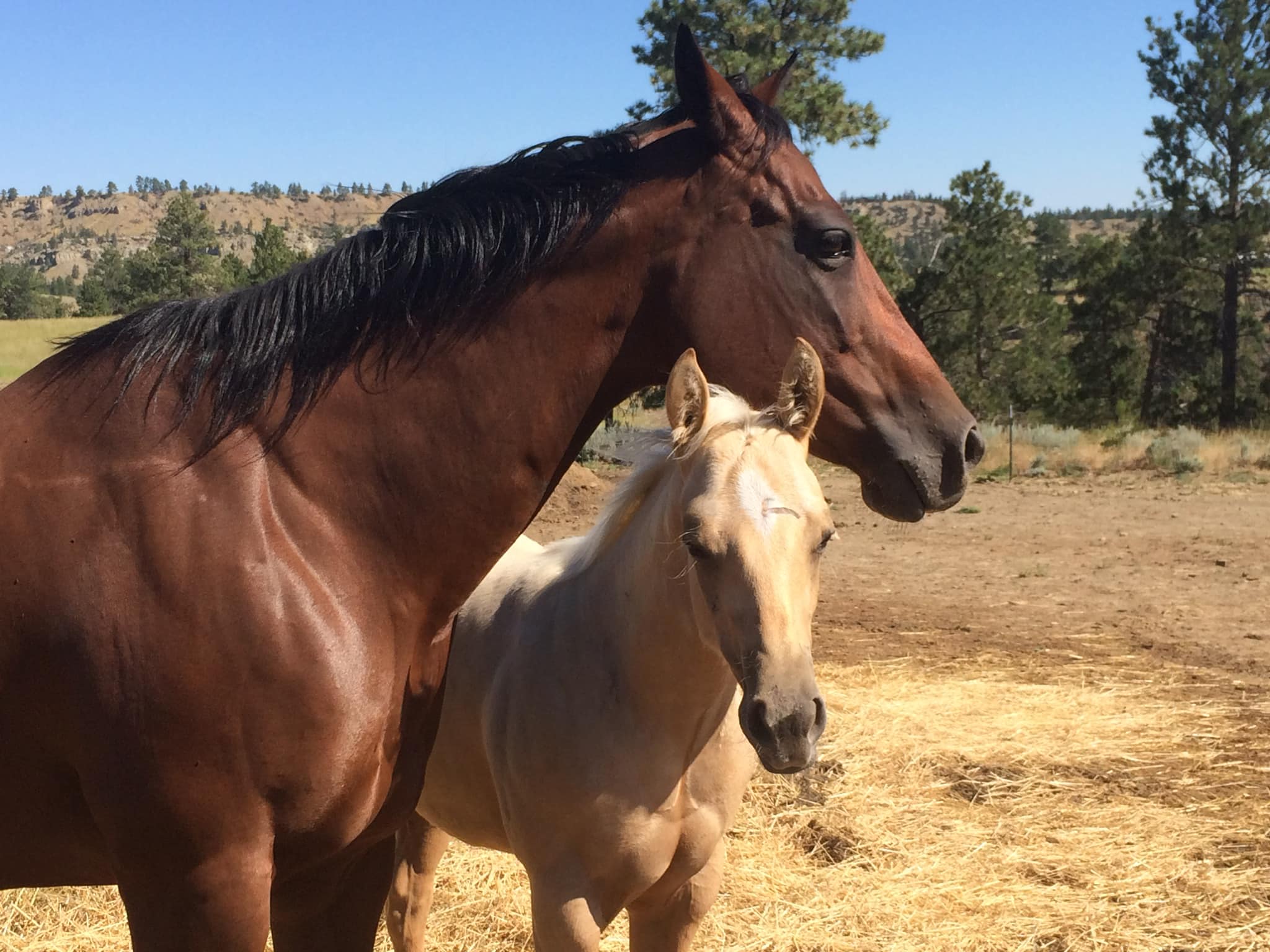 S Diamond K Ranch, LLC