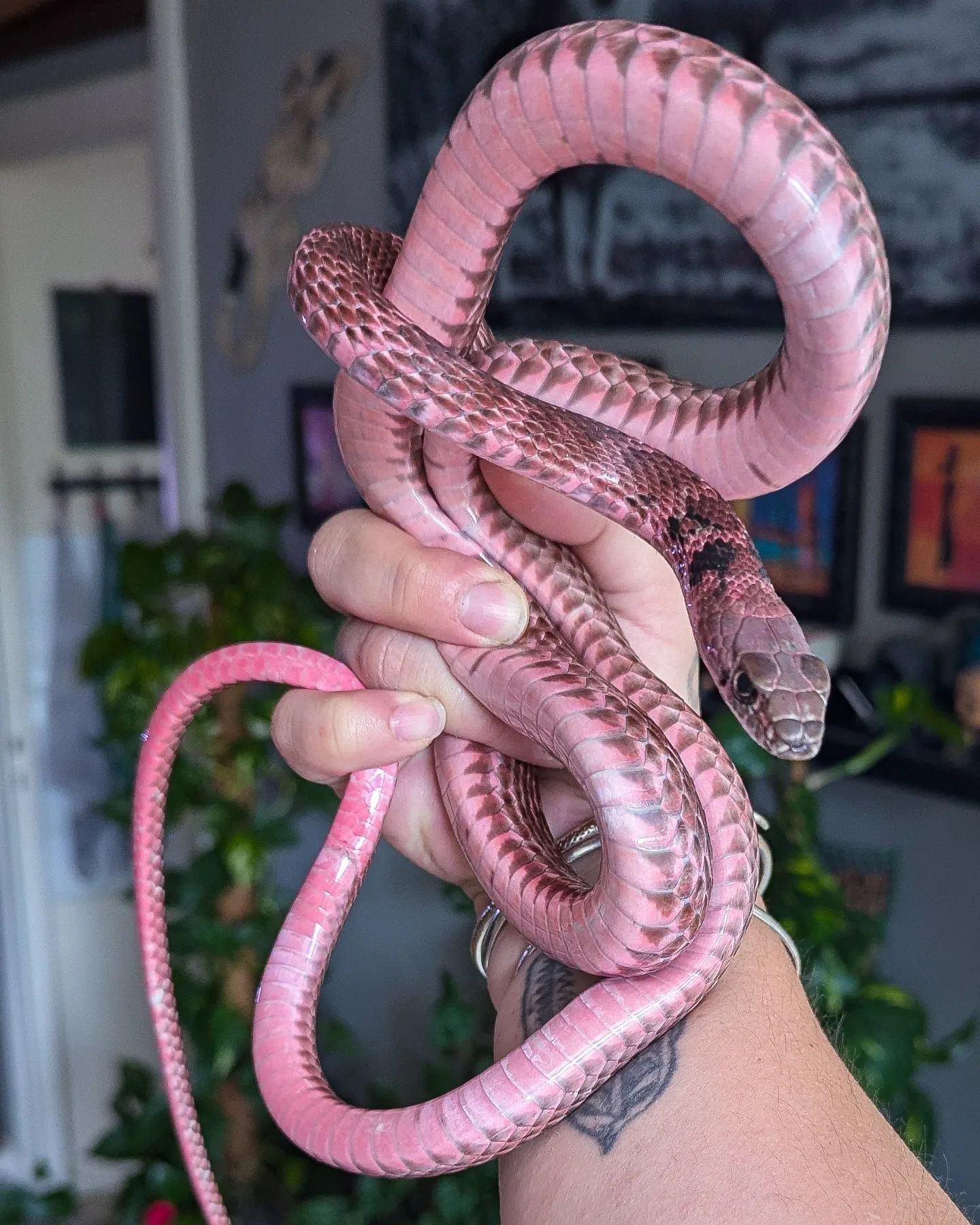 Justin Doll photographed this spectacularly colored pink coachwhip
