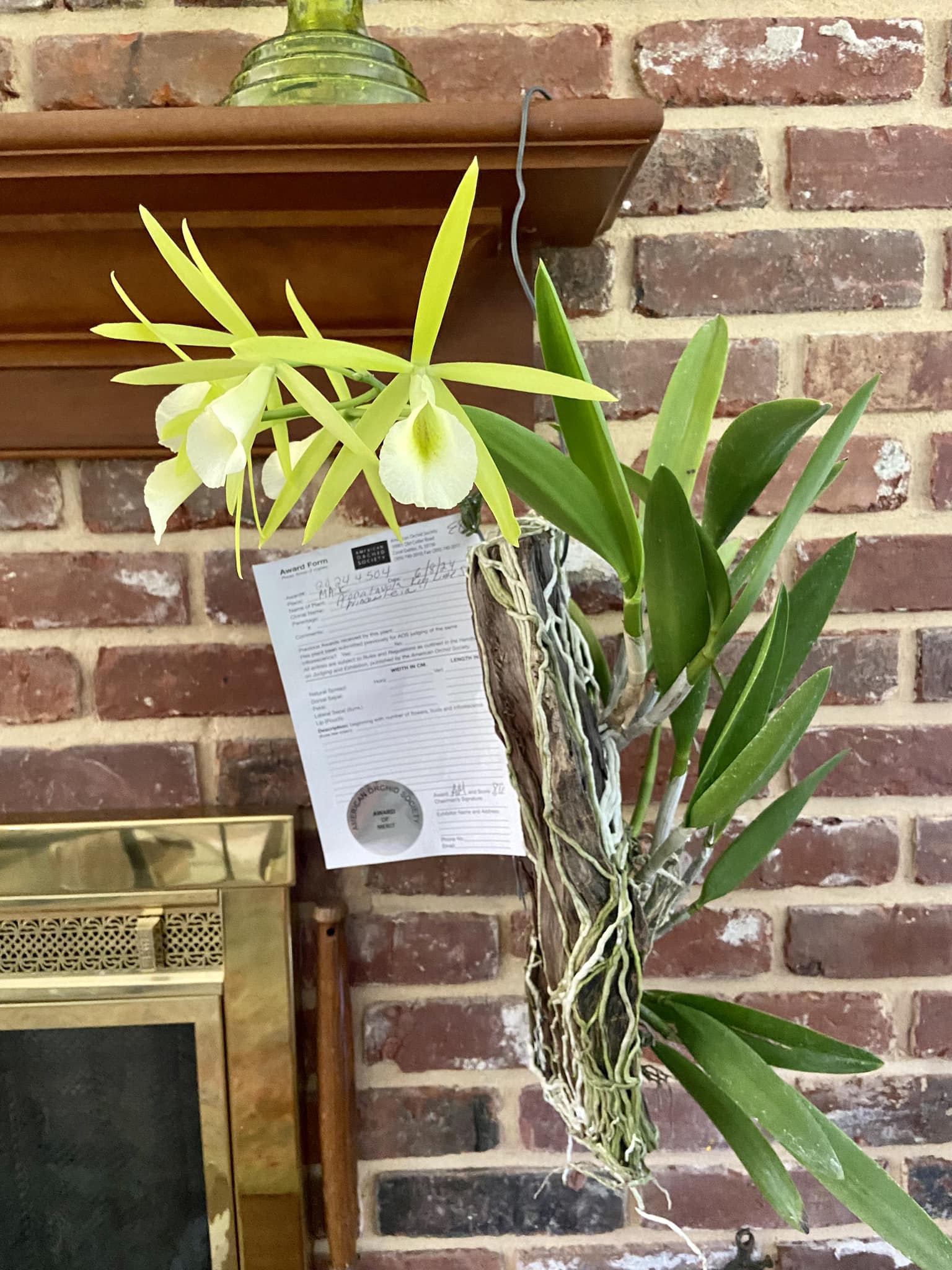 Awarded Procatavola key lime star orchid 'Princess Leia'