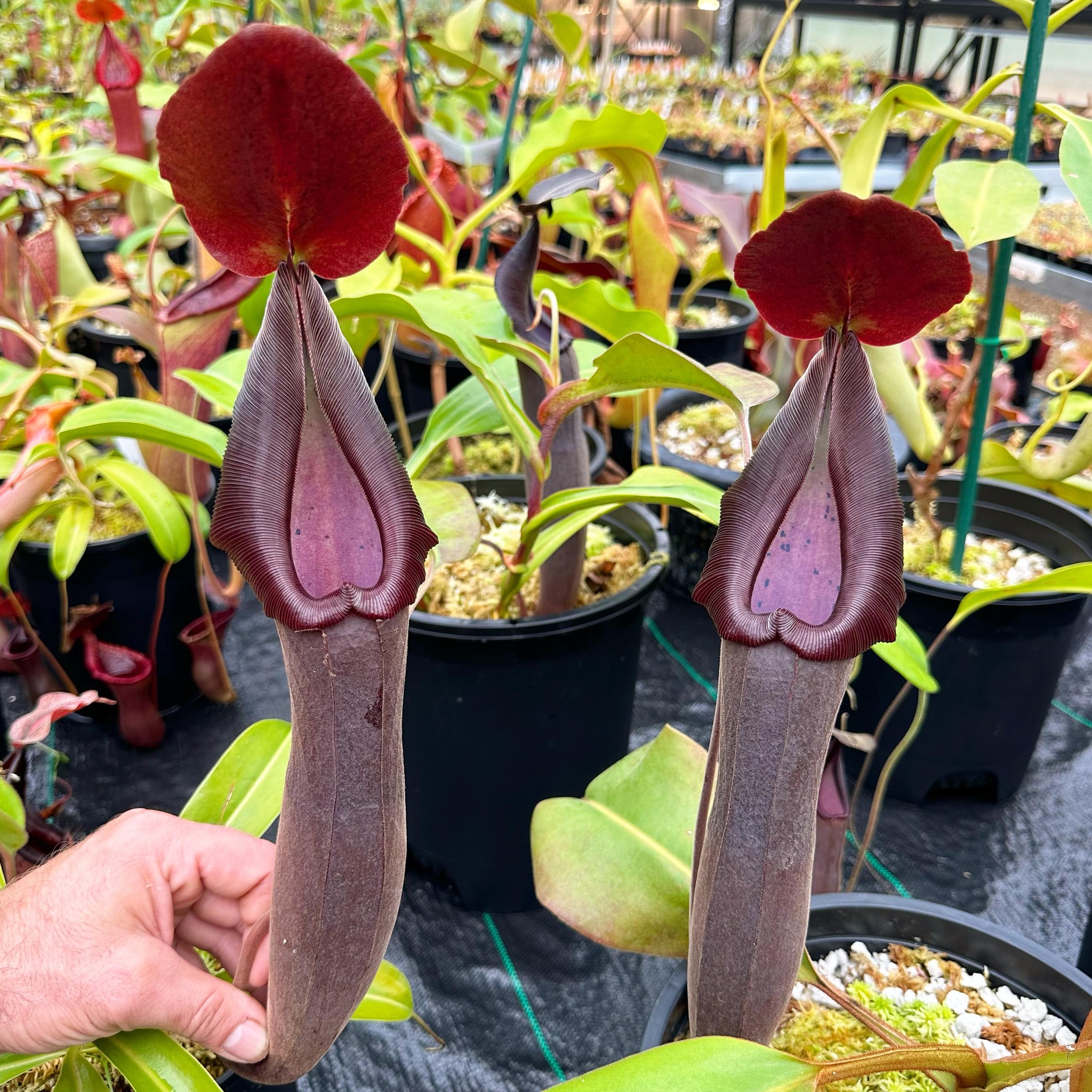 Nepenthes (naga x bongso) x edwardsiana EP looking dark and