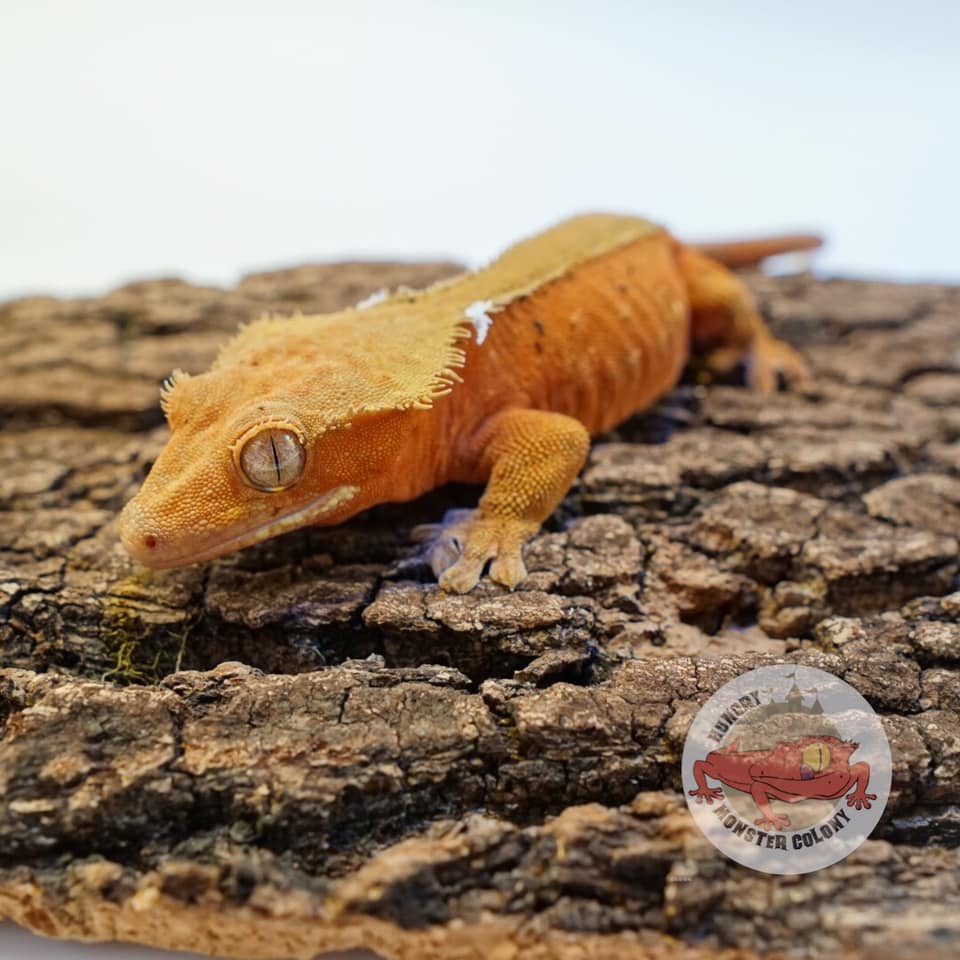 Hungry Monster Colony - Nala off the shed Follow us on IG ...