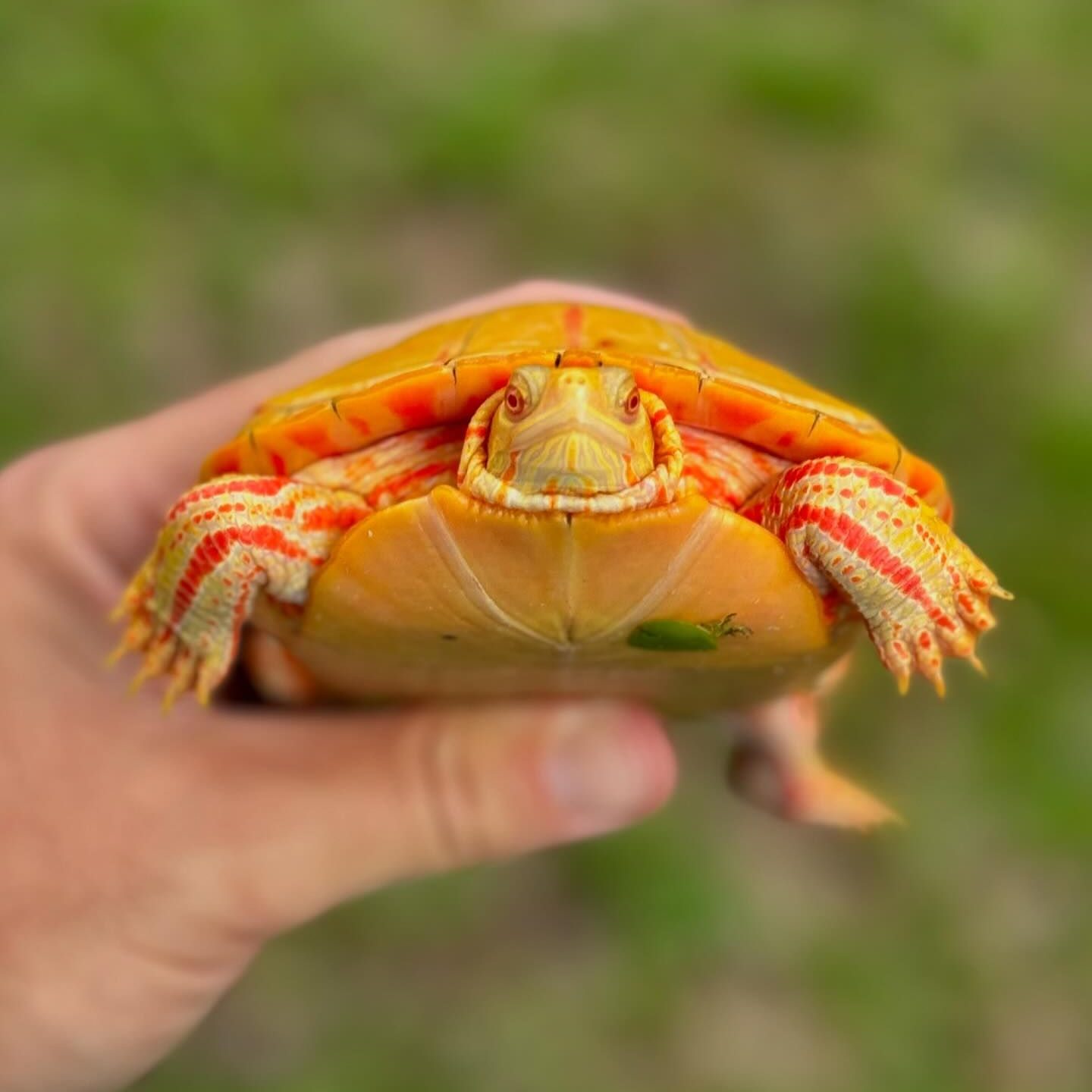 The Reptile - Look at those incredible colors! 💛🔥 Albino Southern ...