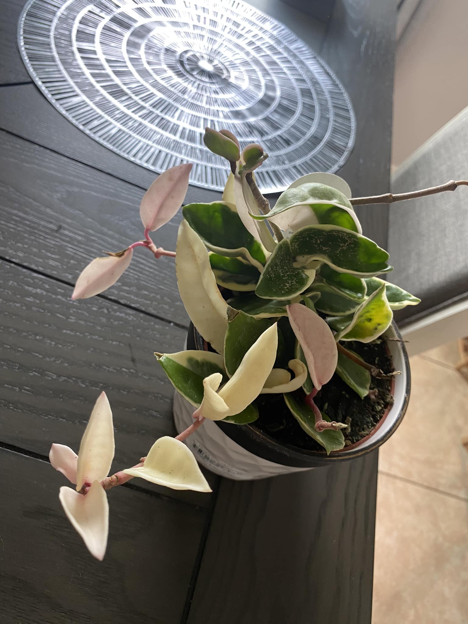 How to care for Hoya carnosa tricolor?