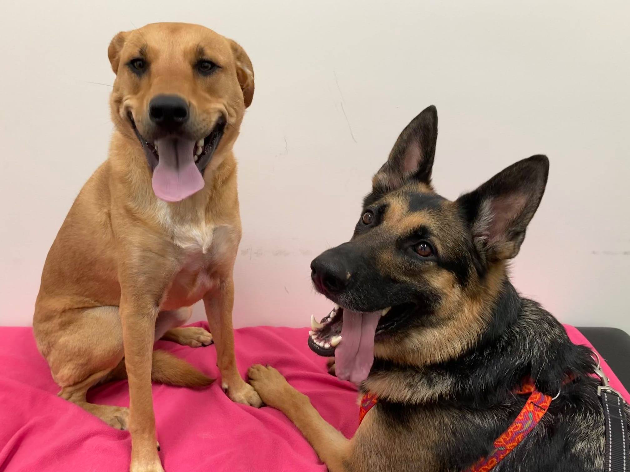 Artemis Veterinary Emergency & Specialty Services | Bristow VA