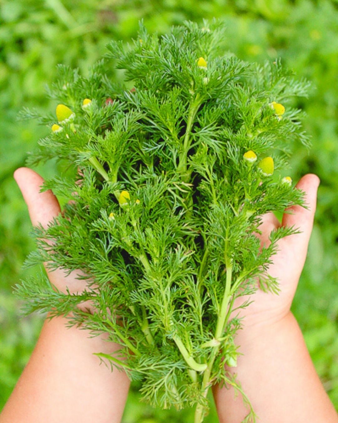 Practical Self Reliance - LEARN MORE ABOUT PINEAPPLE WEED HERE: https ...