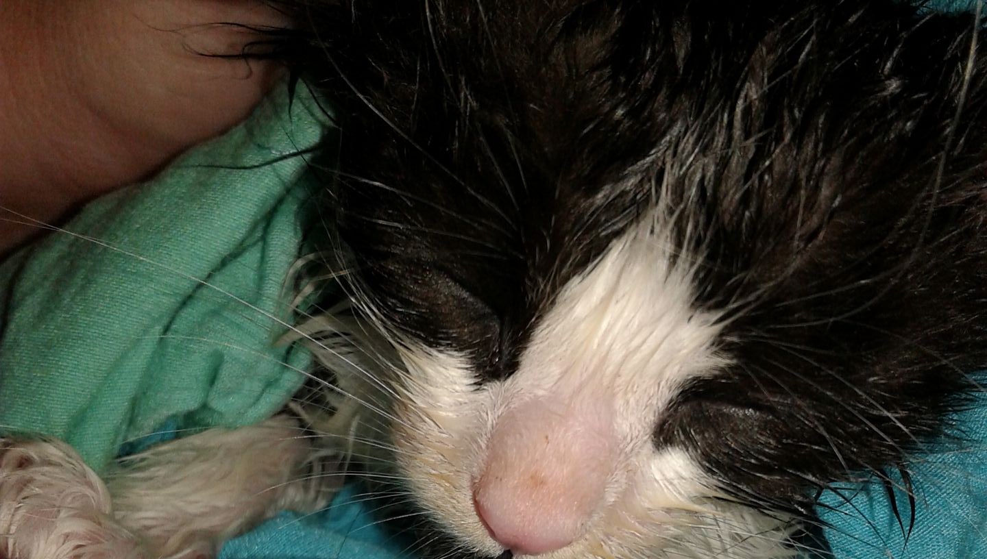Our 2nd Chance Rescue
